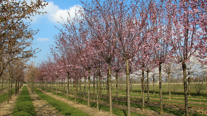 Prunus Sargentii Charles Sargent Treeebb Online Bomenzoektool Boomkwekerij Ebben 8068