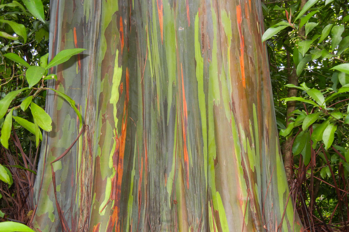 Harmonisch moeilijk tevreden te krijgen Aantrekkingskracht Wereldbomen: Eucalyptus deglupta | Bomennieuws | Boomkwekerij Ebben
