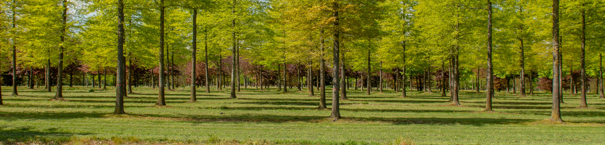 De grands arbres dans nos pépinières