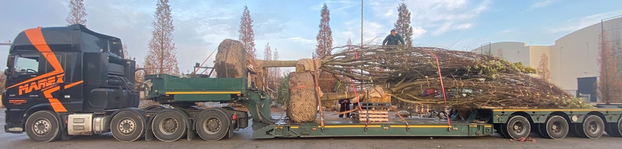 Bomen transporteren, laden en lossen