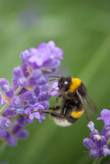 WP_Lavendel bij