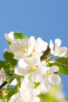 Bloei Malus 'Red Sentinel' 