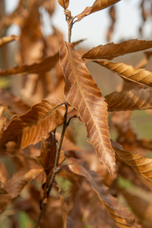 WP_Quercus acutissima blad