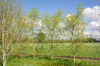 Betula pendula 'Spider Alley' 20-25-HV-240410-1