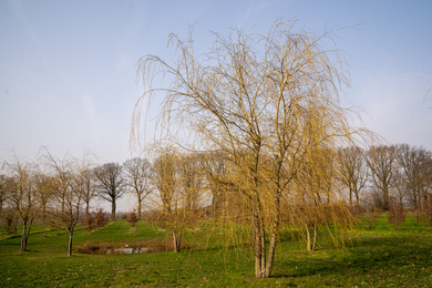 Salix x sepulcralis 'Chrysocoma' 600-700-HM-210303-5-winterbeeld