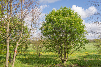 Sorbus wilfordii 400-500-HM-240410-1