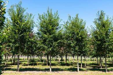 Ulmus 'New Horizon' 40-50-H-200901-13-zomerbeeld