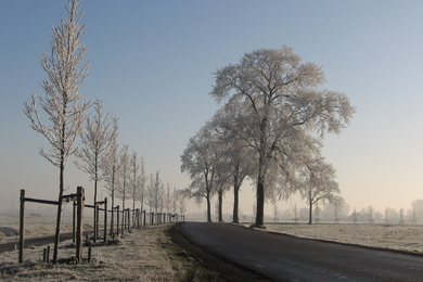 Ulmus New Horizon & hollandica Belgica (N983 aduard den ham) 071222a 1