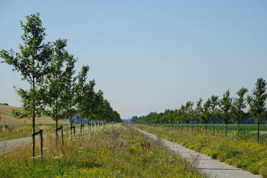 Ulmus Rebona (emmeloord friesepad) 160720b