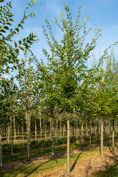 Celtis sinensis