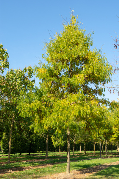 Gleditsia triacanthos 'Green Glory'