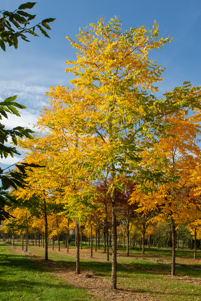 Gymnocladus dioica