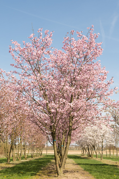 Prunus sargentii 'Charles Sargent'