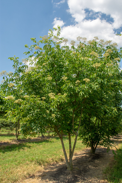 Tetradium daniellii