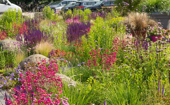 Perennials