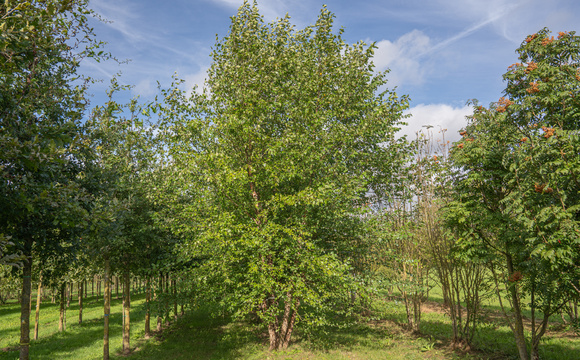 Árboles de cultivo orgánico