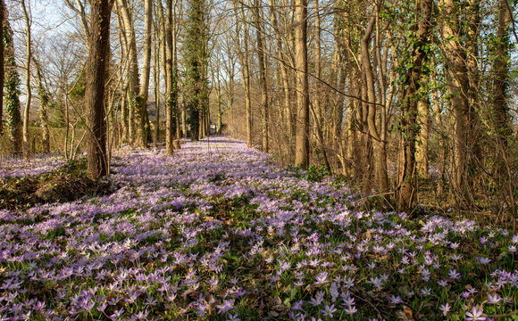 Flower bulbs