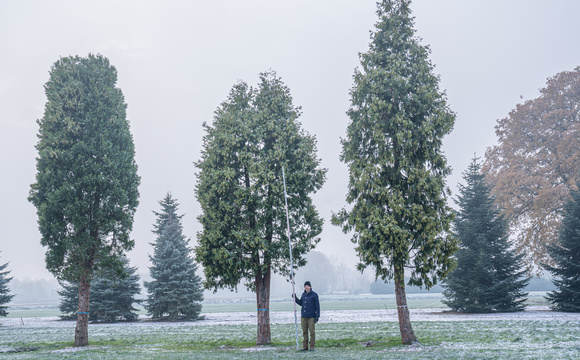 The impact of planting a large tree