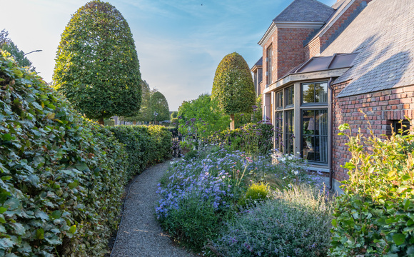 Hedge Plants