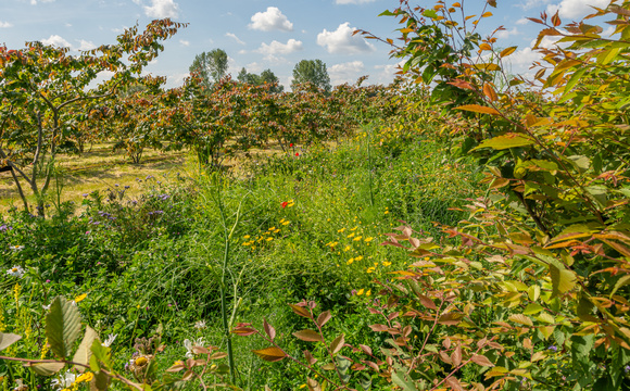 Natural plant protection