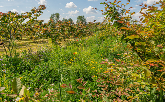 Protection naturelle des plantes