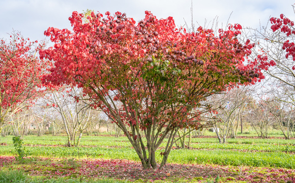 Shrubs