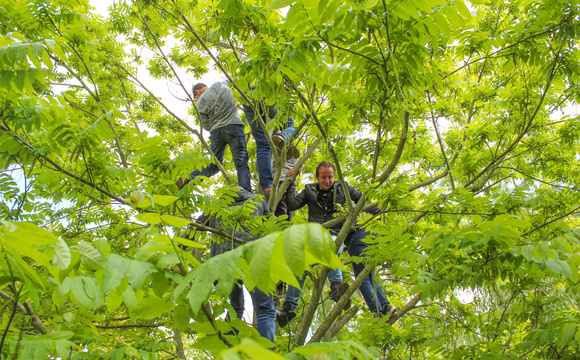 Alberi per arrampicare