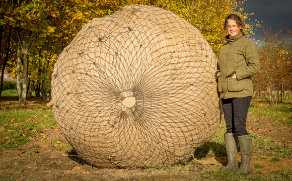 De meerwaarde van een groot formaat boom