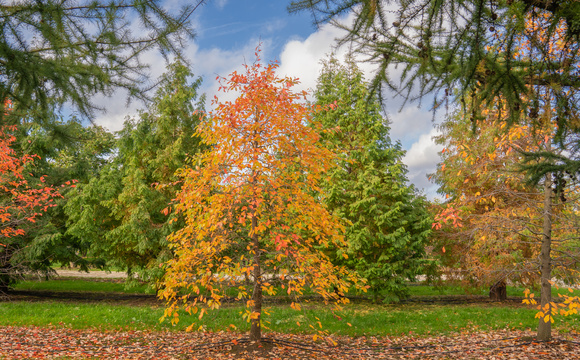 Feathered Trees