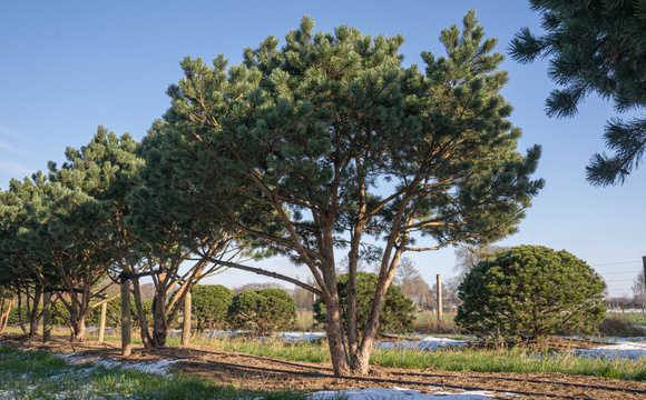 Alberi unici per un luogo speciale