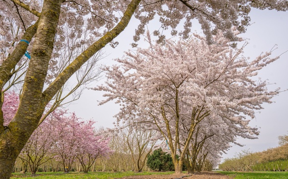 Multi-stemmed Trees