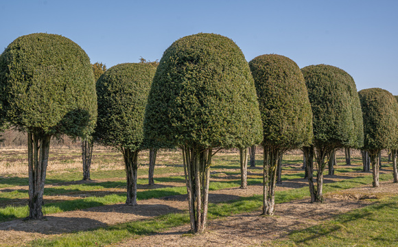 Alberi per arte topiaria