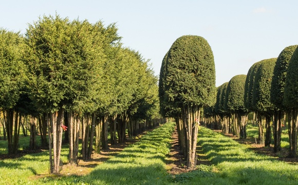 Shaped Trees