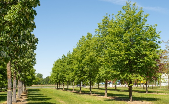 Shade Trees