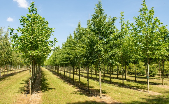 Standard Trees