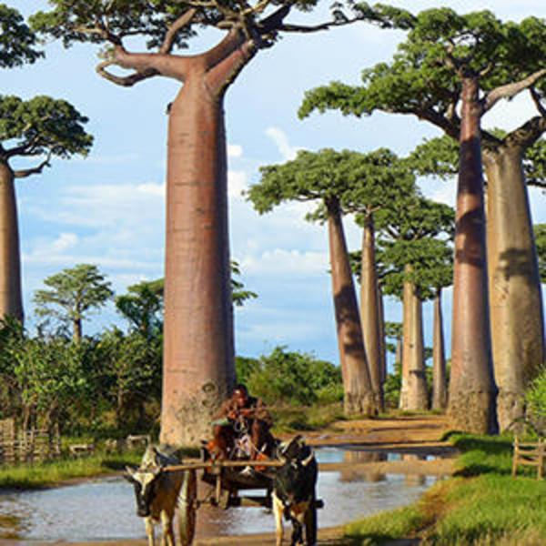 Деревья мира: уникальное африканское дерево причудливого вида