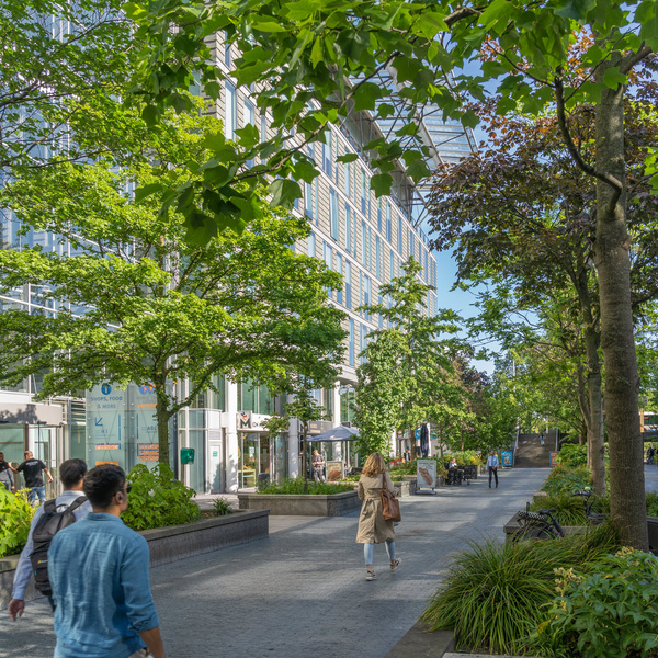 Urban trees for the future