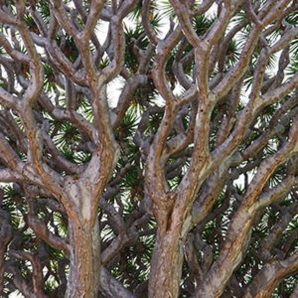 Деревья мира: уникального вида дерево с целебными свойствами