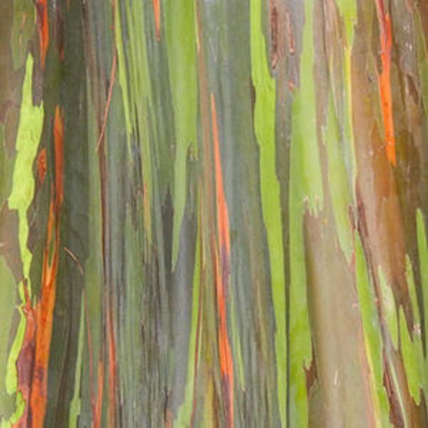 Trees of the world: the most beautiful bark in the world