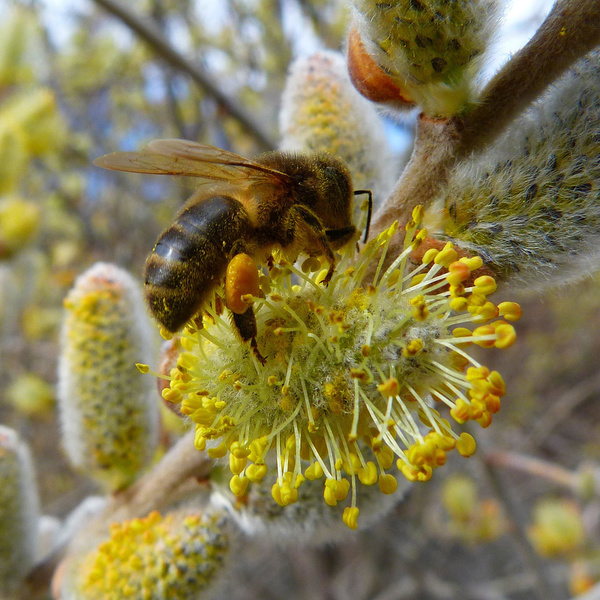 Welke nectar- of pollenwaarde heeft een boom of plant?