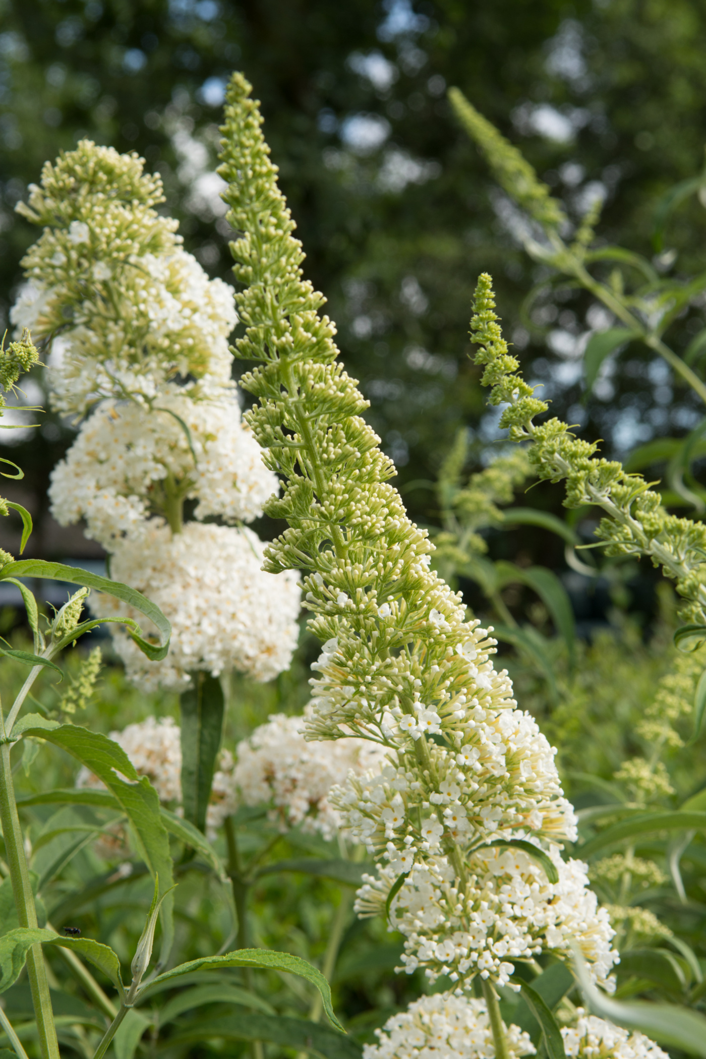 Буддлея white profusion фото