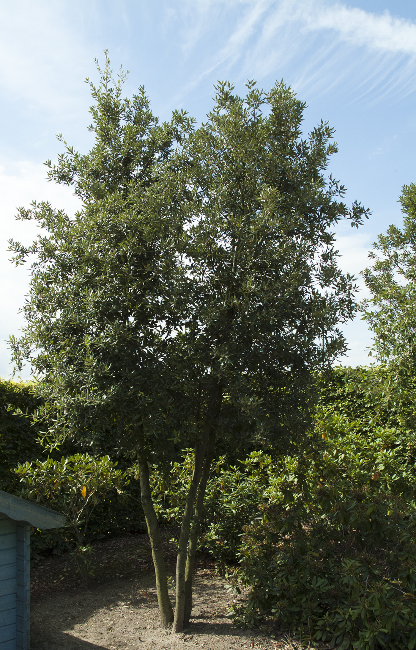 quercus ilex steeneik tuin voortuin kleine tuin