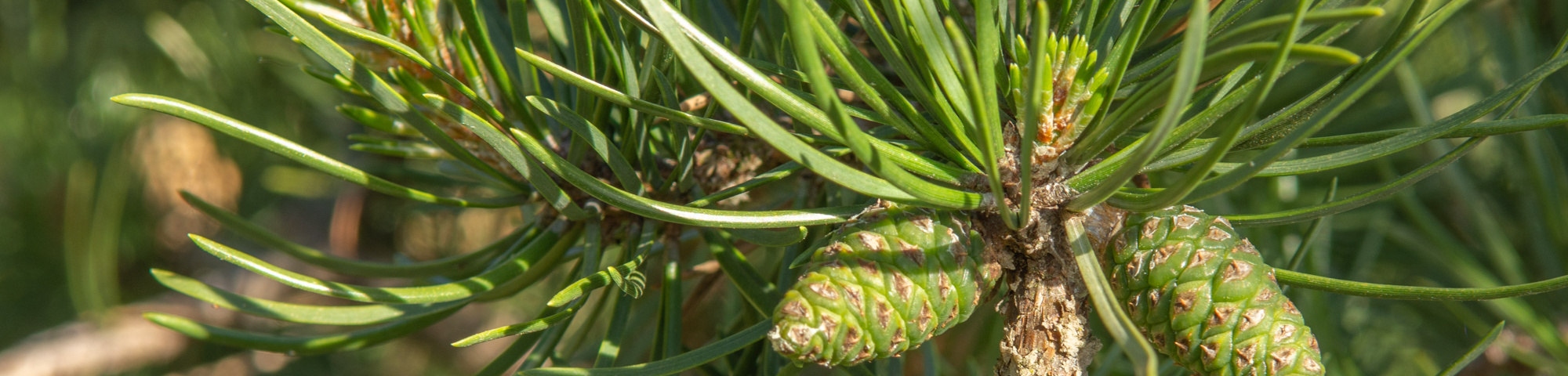 Pinus banksiana