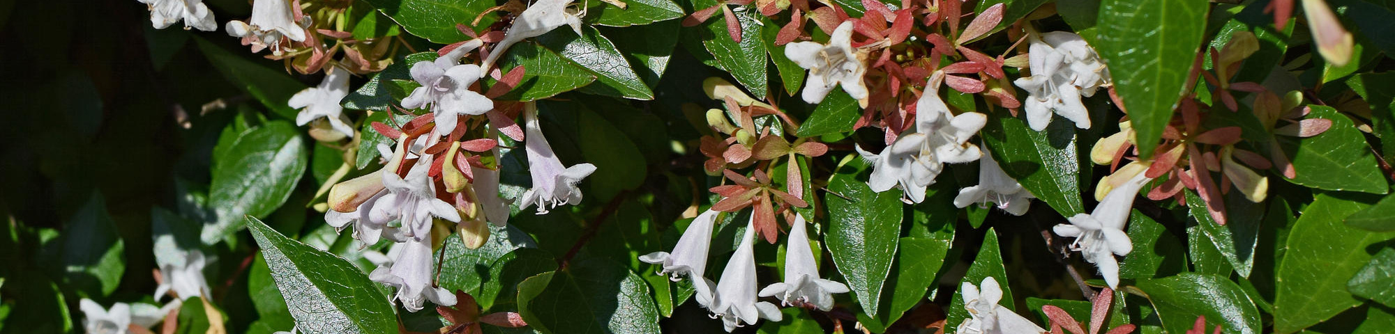 Abelia x grandiflora