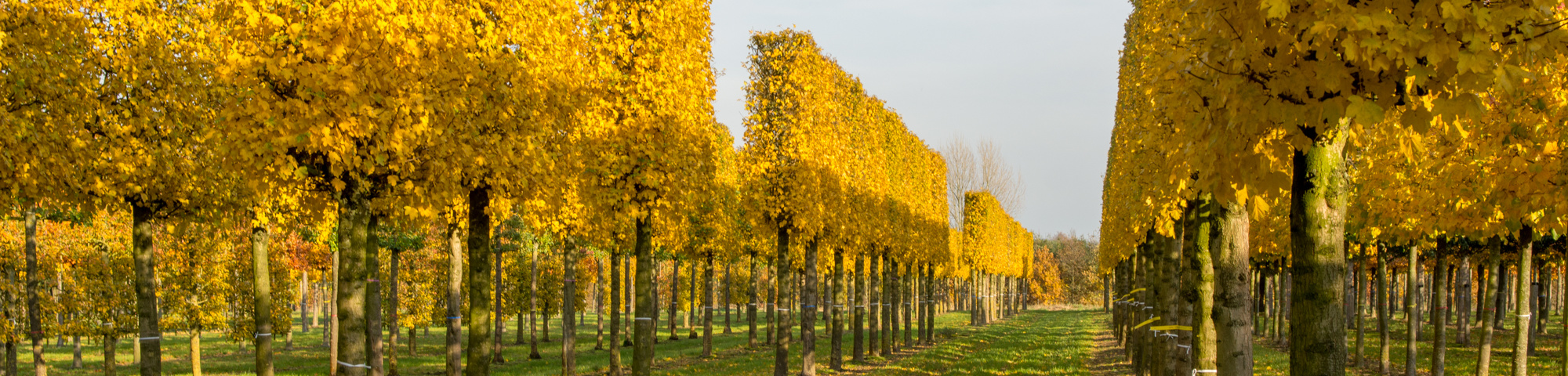 Acer campestre 'Zorgvlied'