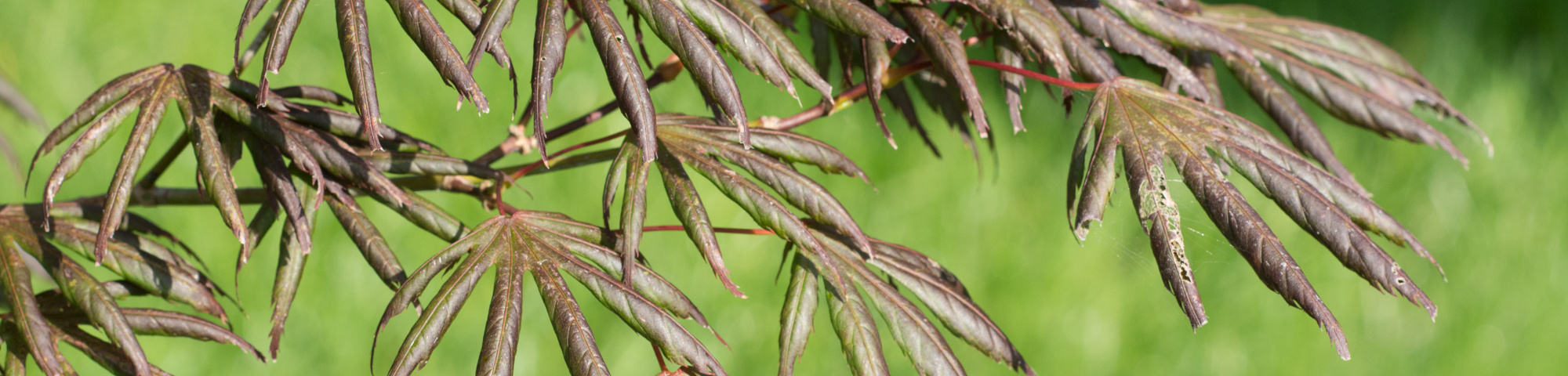 Acer palmatum 'Trompenburg'