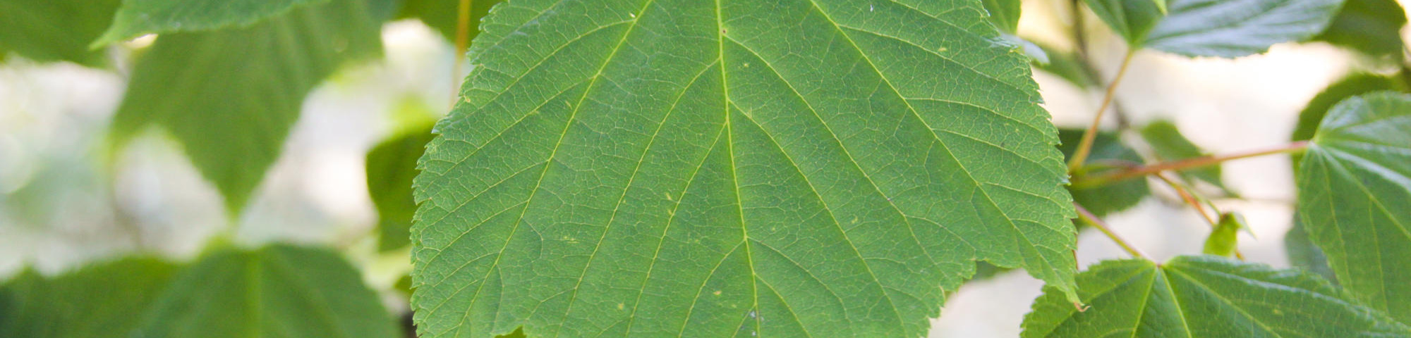 Acer pensylvanicum