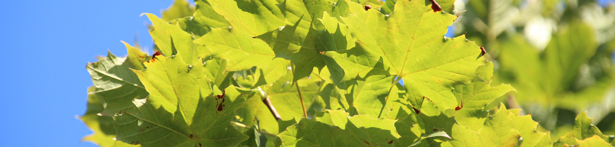 Acer platanoides 'Cleveland'