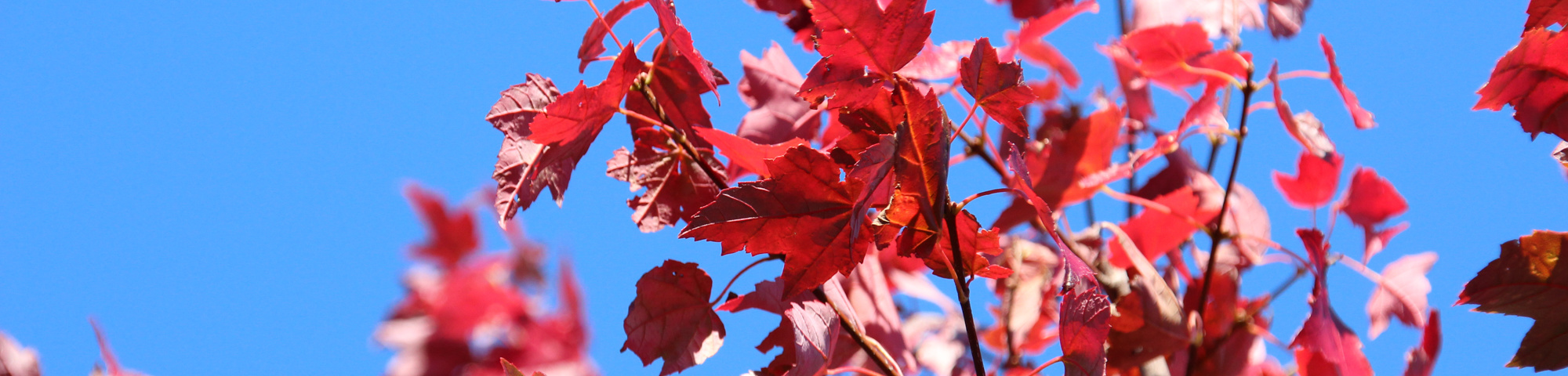 Acer rubrum 'Autumn Flame'