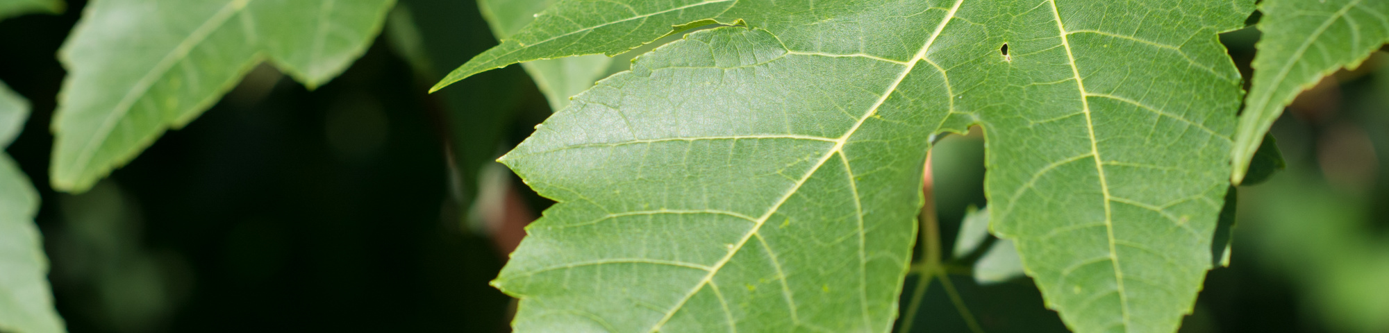 Acer rubrum 'Morgan'